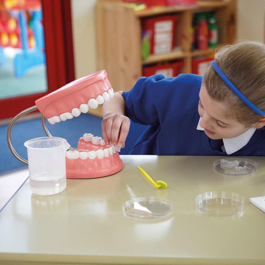 Set of Teeth Model