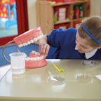 Set of Teeth Model
